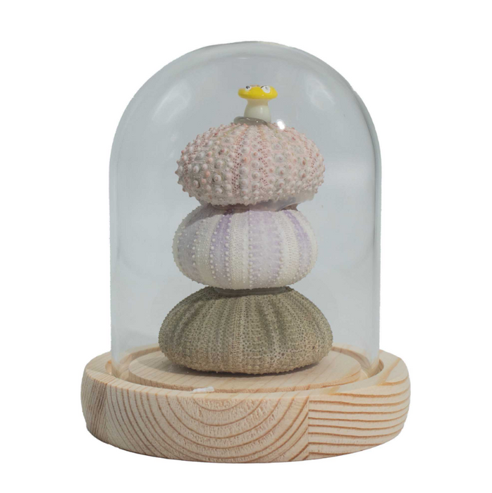 LED Deko Glasglocke – 3 Seeigel mit Holzsockel