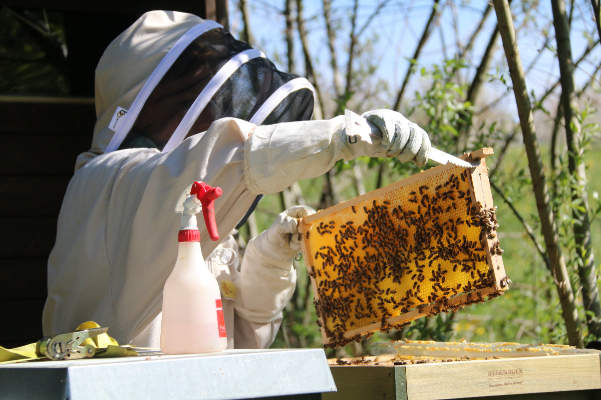 🍯 Die Gründung von bee better